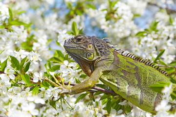 There is a green iguana among the cherry blossom