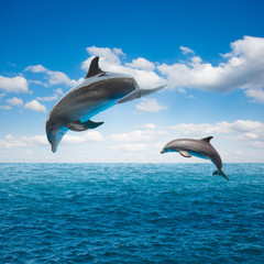 couple of jumping dolphins