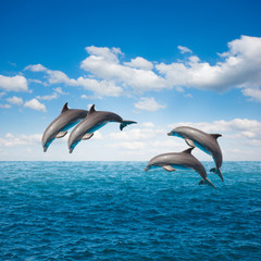 pack of jumping dolphins - obrazy, fototapety, plakaty