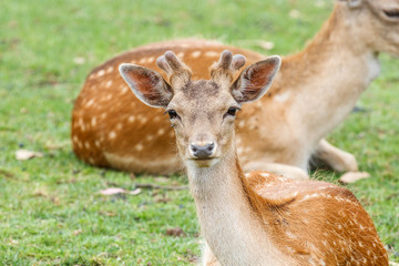 Cervus elaphus. Ciervos tumbados.
