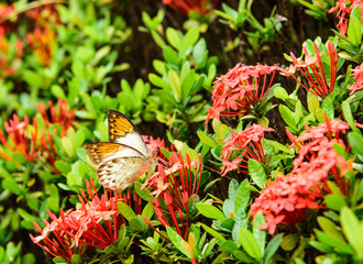 orange butterfly and red flower