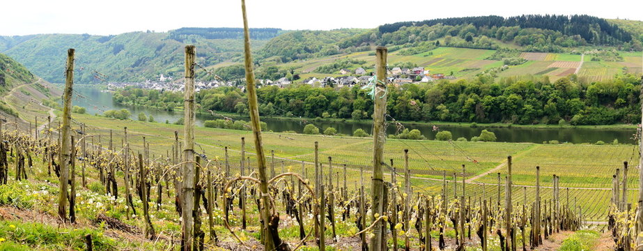 Briedel an der Mosel Panorama