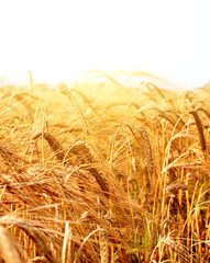 Wheat Field