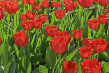 Vivid tulips