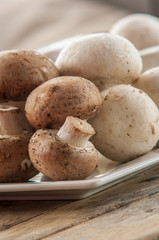 Brown champignon mushroom