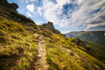 Magic pink rhododendron flowers in the mountains