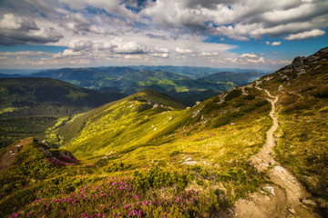 Magic pink rhododendron flowers in the mountains