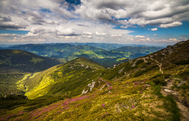 Magic pink rhododendron flowers in the mountains