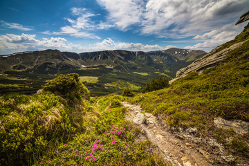 Magic pink rhododendron flowers in the mountains