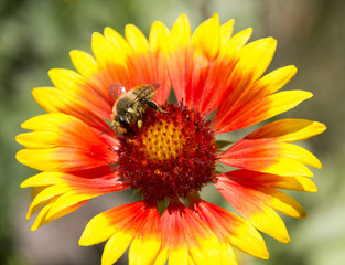 A bee collecting pollen on a flower Gaillardia