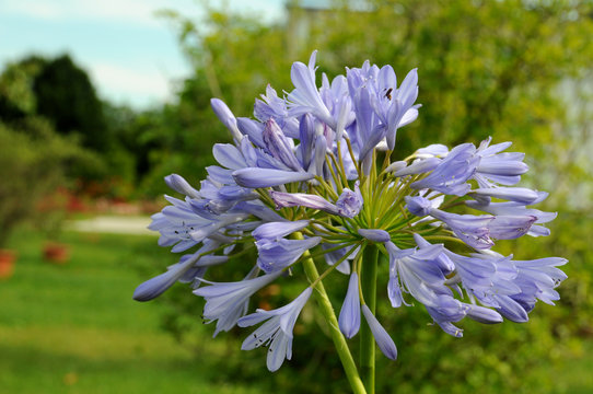 Agapanthus flowers