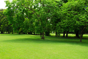 Green park and tree