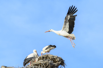 White stork in flight, Alfaro in La Rioja (Spain)
