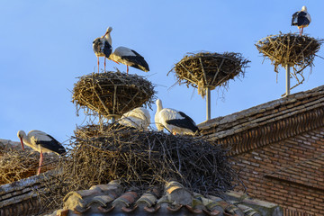 Storks in San Miguel Collegiate Church, Alfaro (Spain)