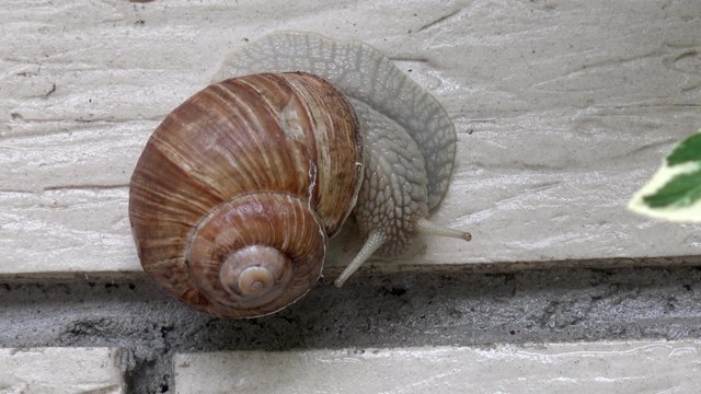 Snail on the house wall