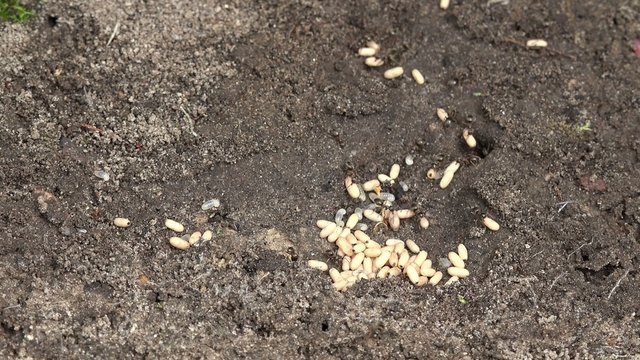 Ants carry the larvae to safety