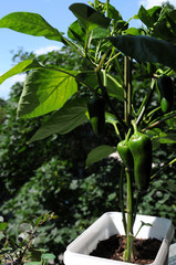Balcony gardening with green peppers growing in a container