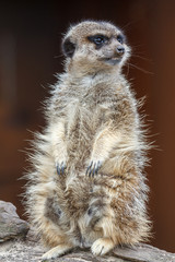 Suricata suricatta. Suricato, sentado y vigilando.