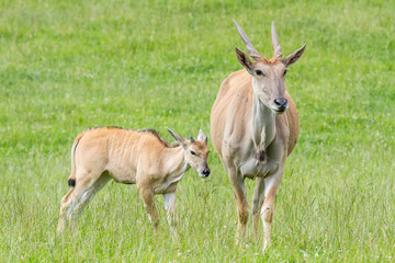 Taurotragus orix. Eland con cría.
