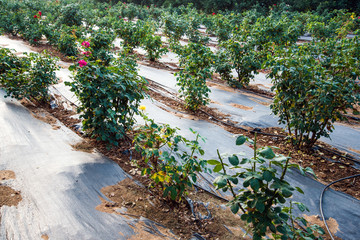 Obraz premium monthly rose in nursery garden