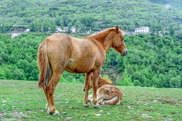 Fototapeta premium horse