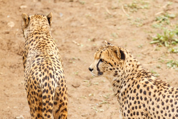 Guepardos. Acinonyx jubatus.
