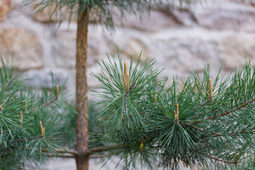 young pine tree with fruit