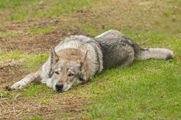 Czechoslovakian wolfdog;