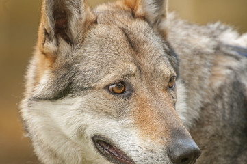 Czechoslovakian wolfdog;