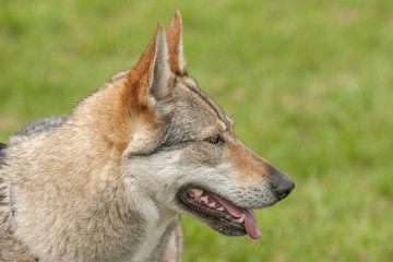 Czechoslovakian wolfdog;