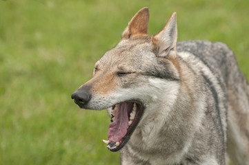 Naklejka na ściany i meble Czechoslovakian wolfdog;