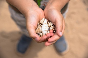 Handful of various shape sea shells