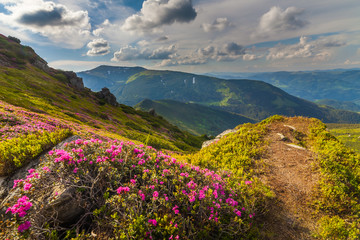 Naklejka na ściany i meble Magic pink rhododendron flowers in the mountains