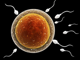 Spermatozoons, floating to ovule