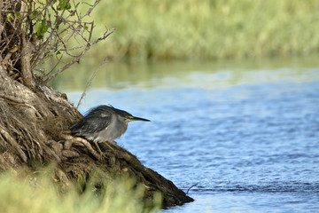 Striated Heron in Pottuvil, Sri Lanka