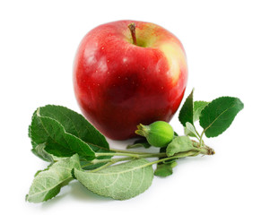 red apple with leaves isolated on a white background
