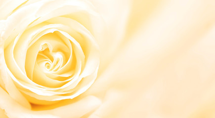 Fototapeta na wymiar Banner with yellow rose