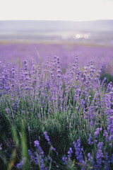 Naklejka premium Lavender field at the sunset
