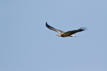 White-bellied sea eagle.
