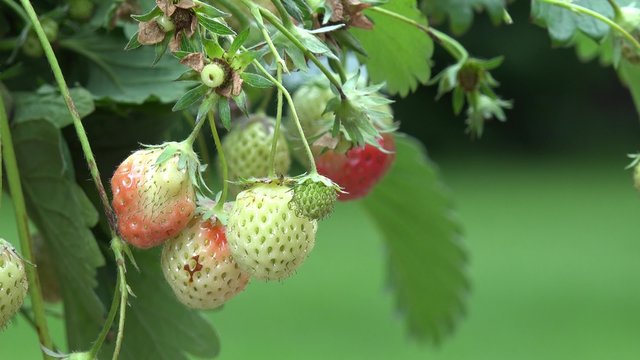 Strawberry fruits hanging on strawberry plant