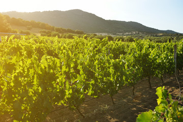 Vineyard in mountain valley