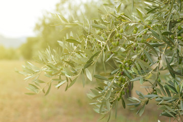 Olive trees garden, mediterranean olive field ready for harvest.