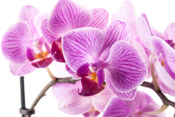 Fototapeta na wymiar orchid flower, Phalaenopsis