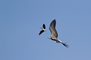 Fototapeta premium White-bellied sea eagle attack by stilt in Pottuvil, Sri Lanka