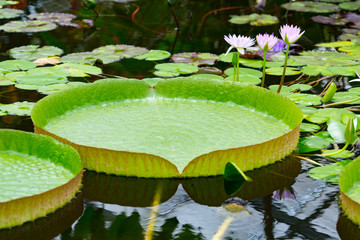  Lily pads floating in a pond.