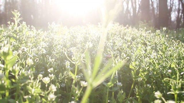 Sun rays On Green Grass