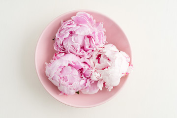 Freshly cut peony blossom on pink plate