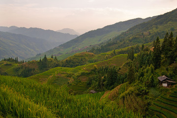 Obraz premium Rice fields on terraced