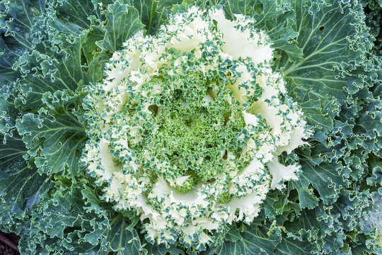 Ornamental Cabbage or Kale