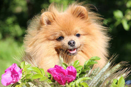 Portrait of cute pomeranian spitz in the flowers